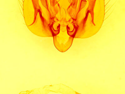 genitalia view of adult Leucania stolata