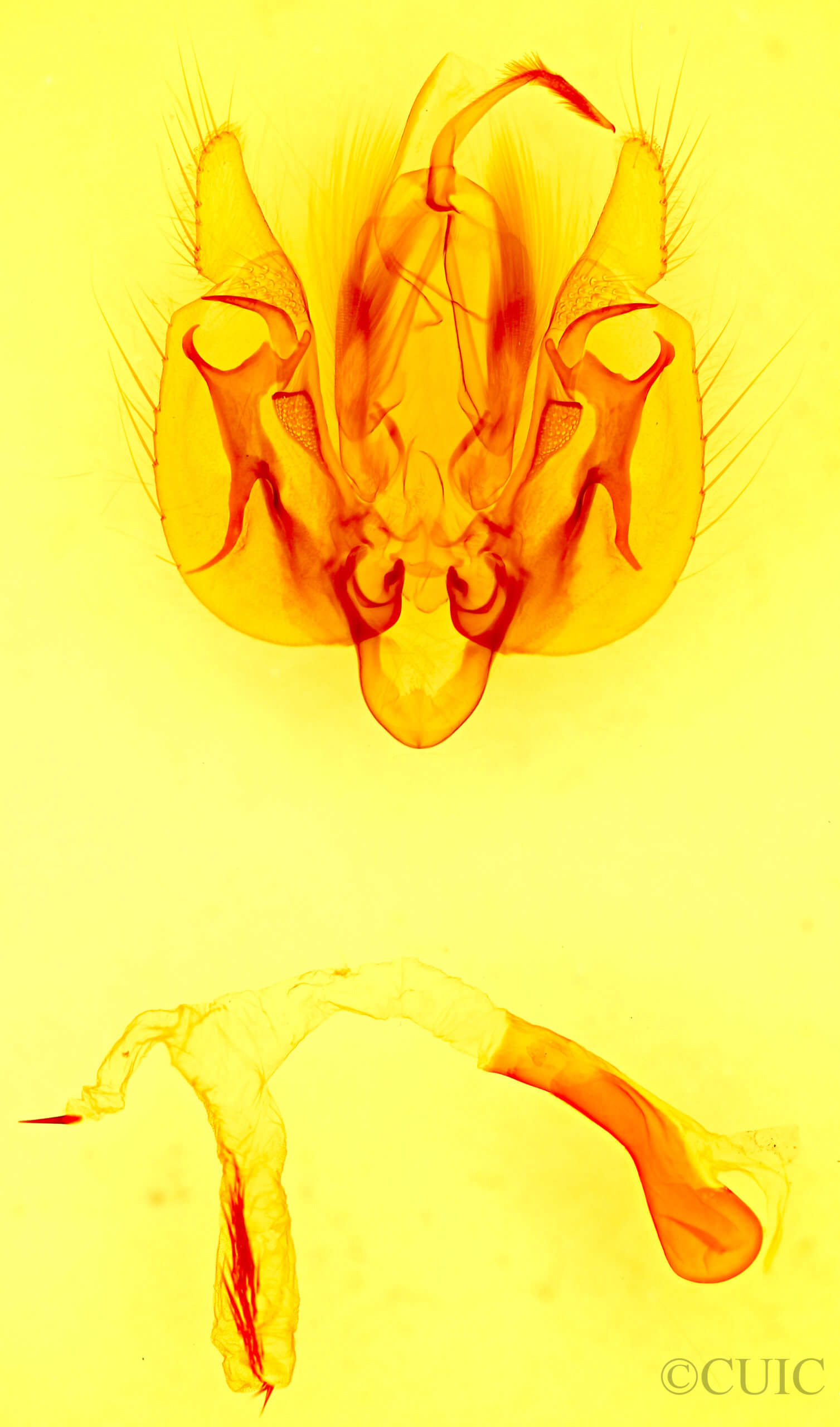 genitalia view of adult Leucania stolata