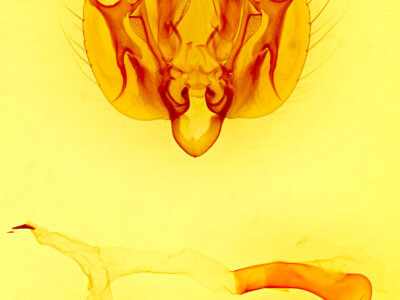 genitalia view of adult Leucania stolata