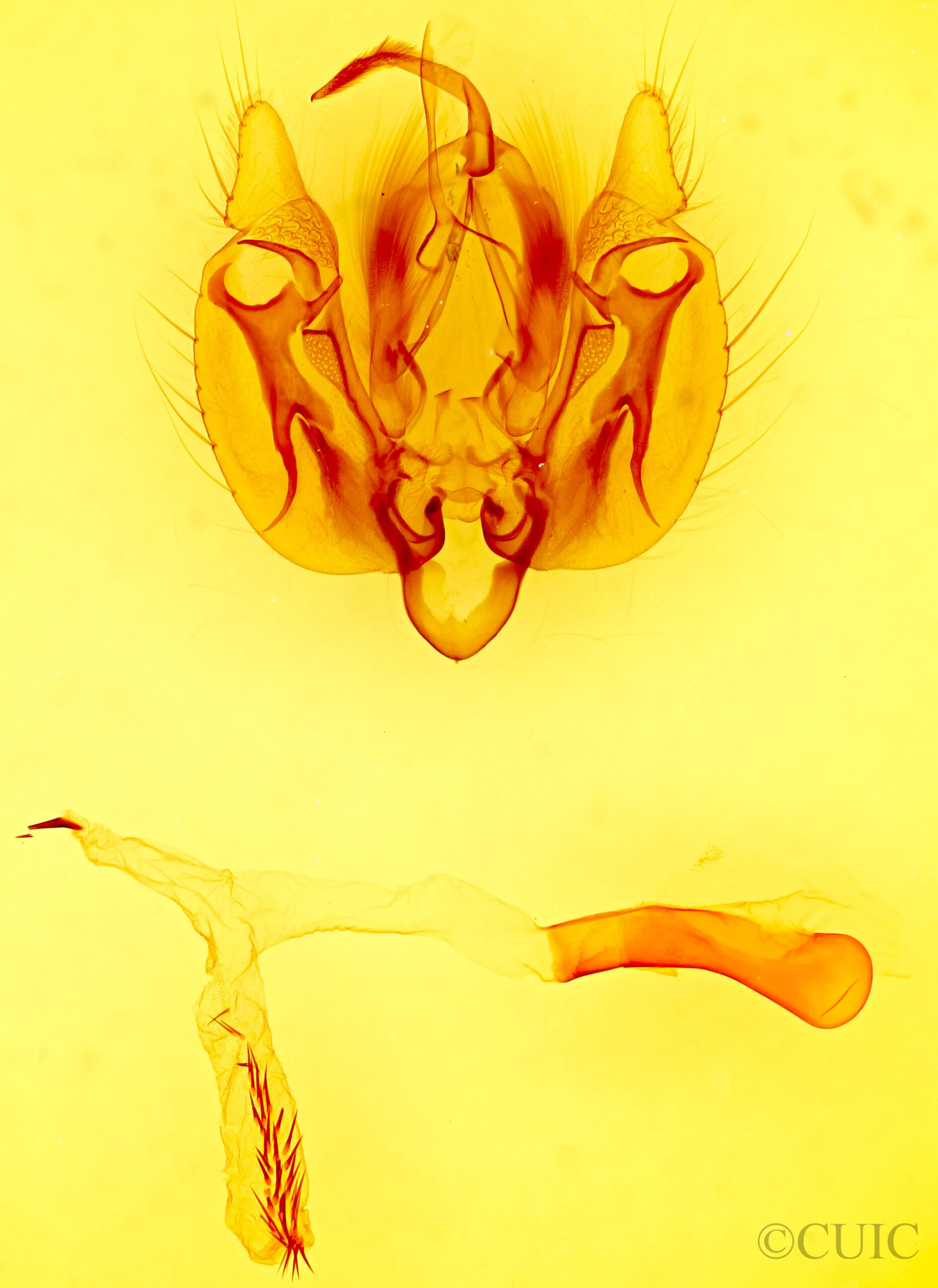 genitalia view of adult Leucania stolata