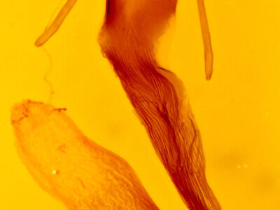 genitalia view of adult Leucania stolata