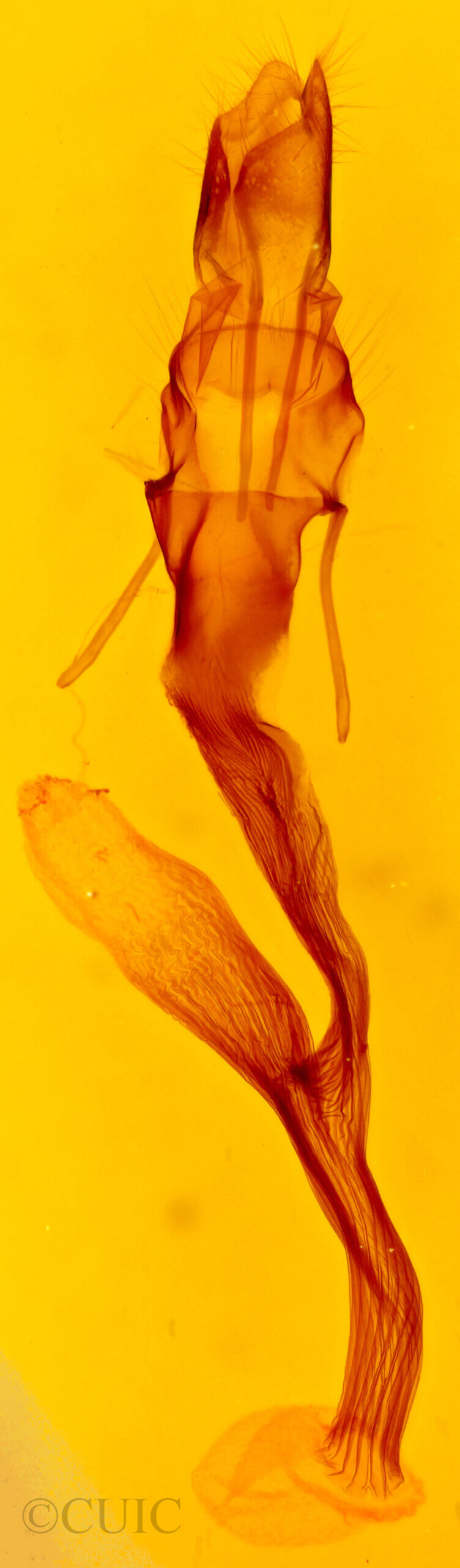 genitalia view of adult Leucania stolata