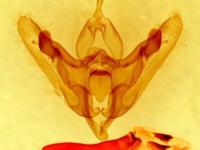 genitalia view of adult Hexorthodes agrotiformis