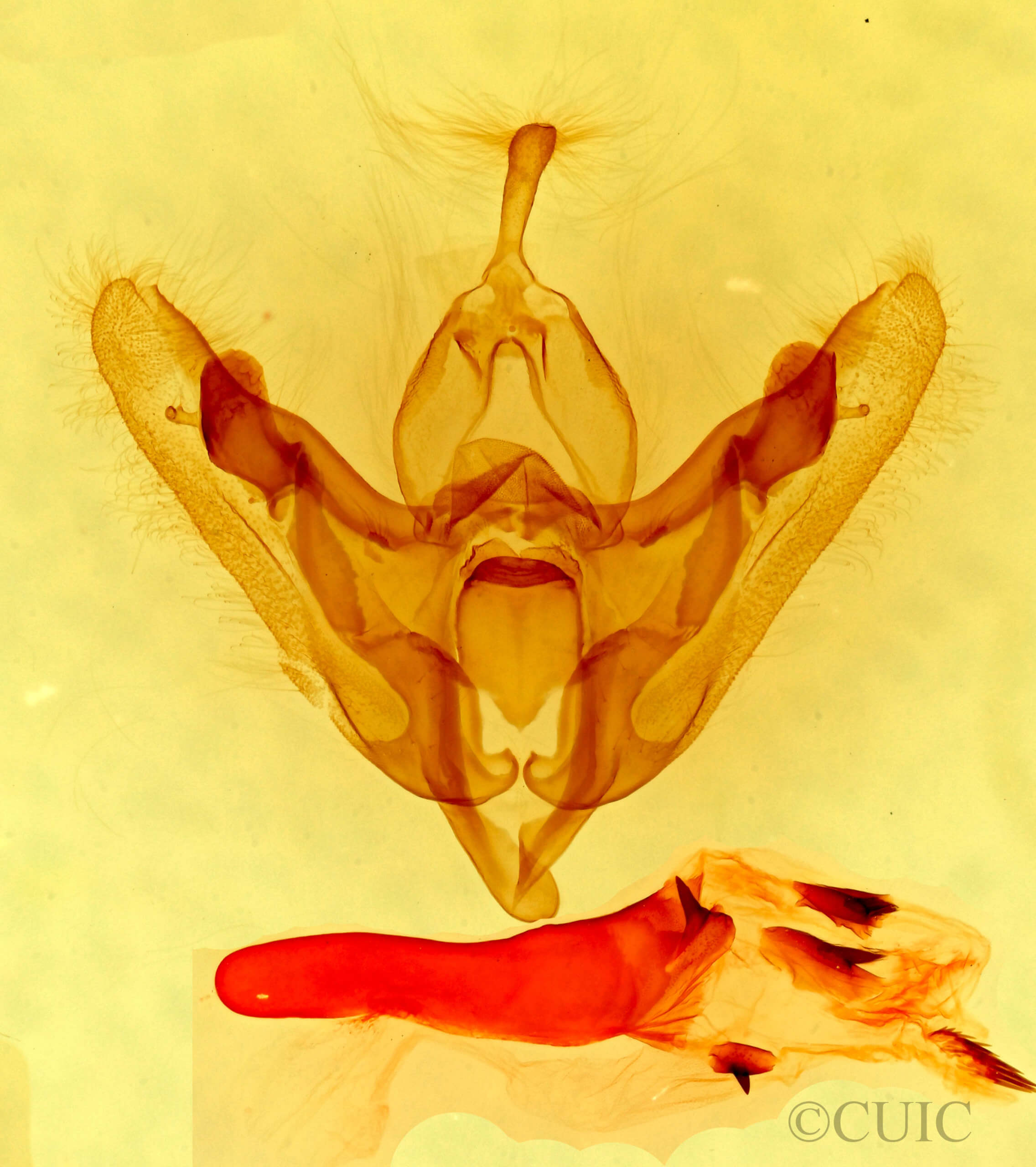 genitalia view of adult Hexorthodes agrotiformis