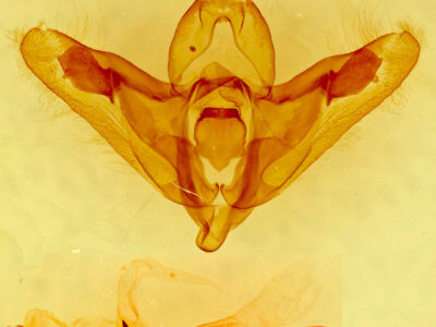 genitalia view of adult Hexorthodes agrotiformis