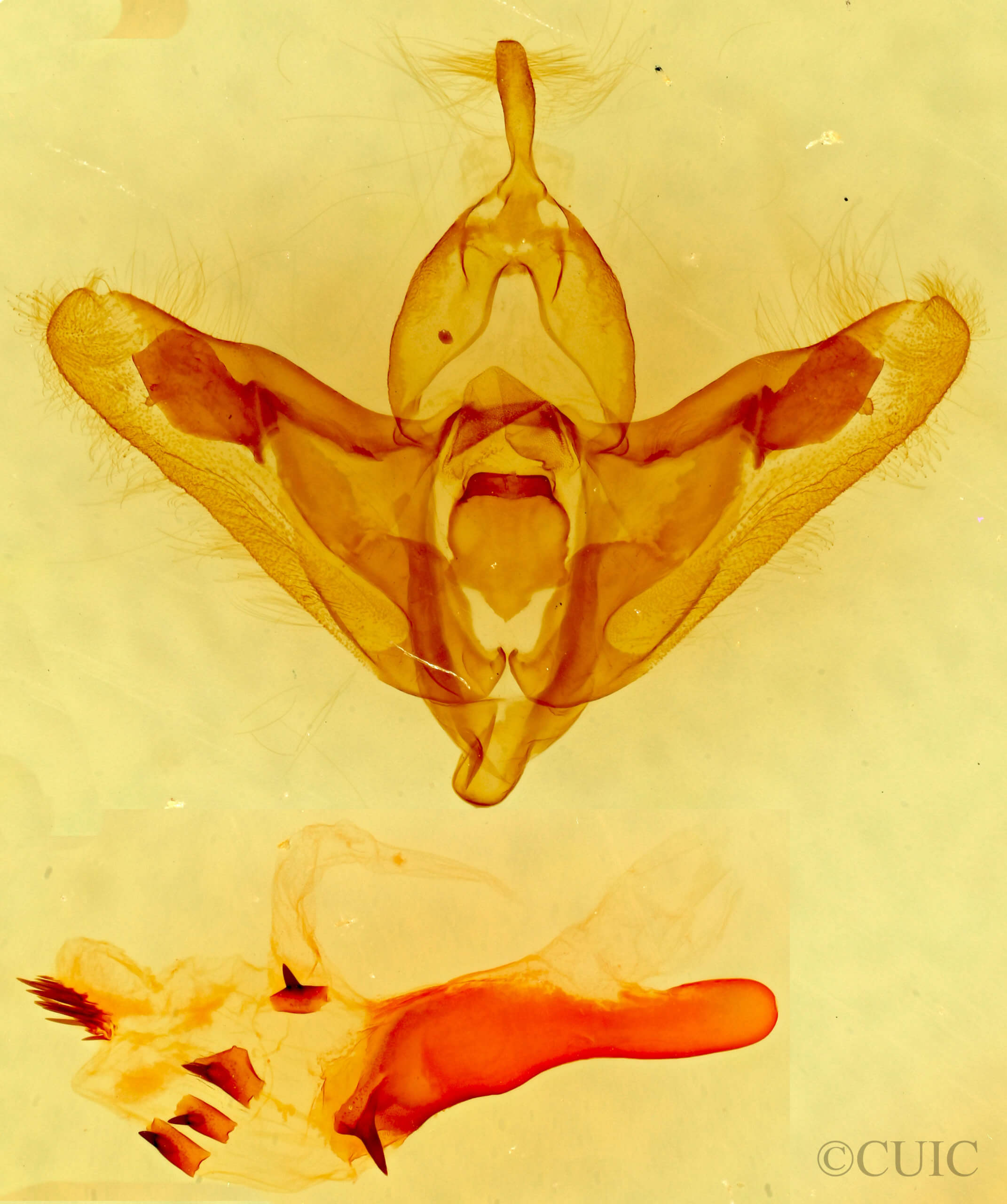 genitalia view of adult Hexorthodes agrotiformis
