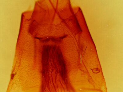 genitalia view of adult Hexorthodes agrotiformis