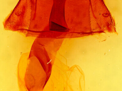 genitalia view of adult Homorthodes reliqua