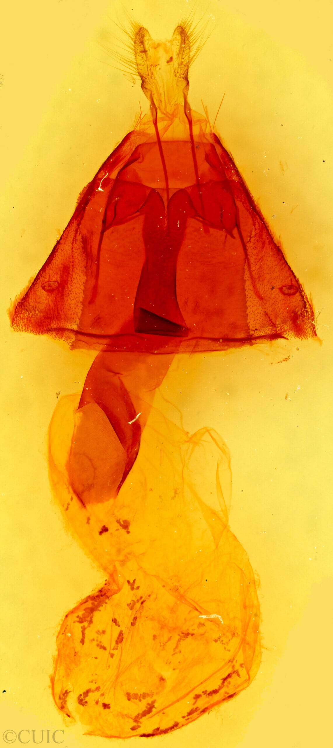 genitalia view of adult Homorthodes reliqua