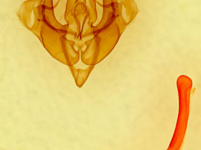 genitalia view of adult Homorthodes furfurata uniformis