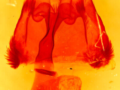 genitalia view of adult Homorthodes furfurata uniformis