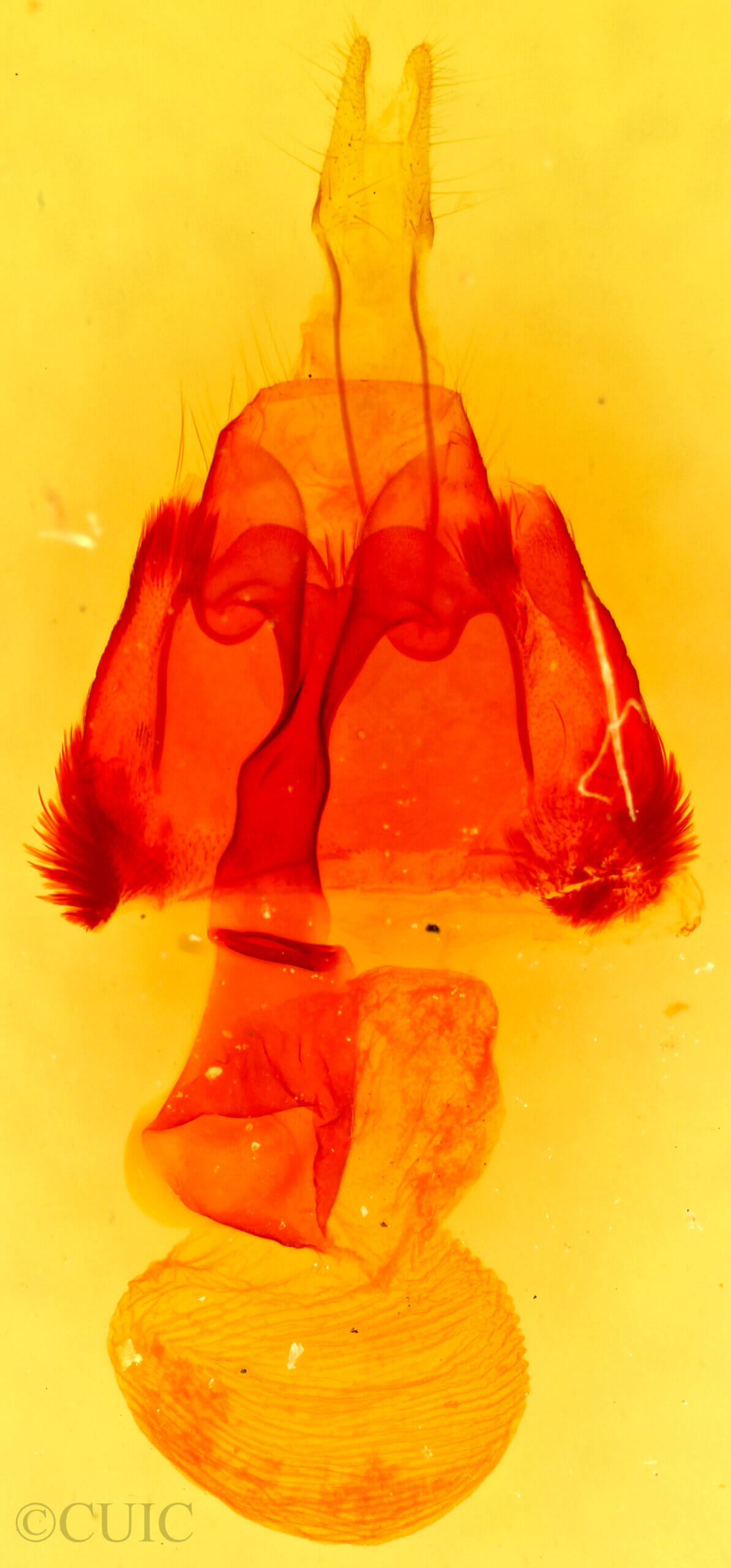 genitalia view of adult Homorthodes furfurata uniformis