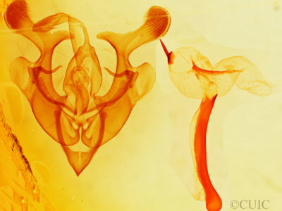 genitalia view of adult Homorthodes furfurata uniformis