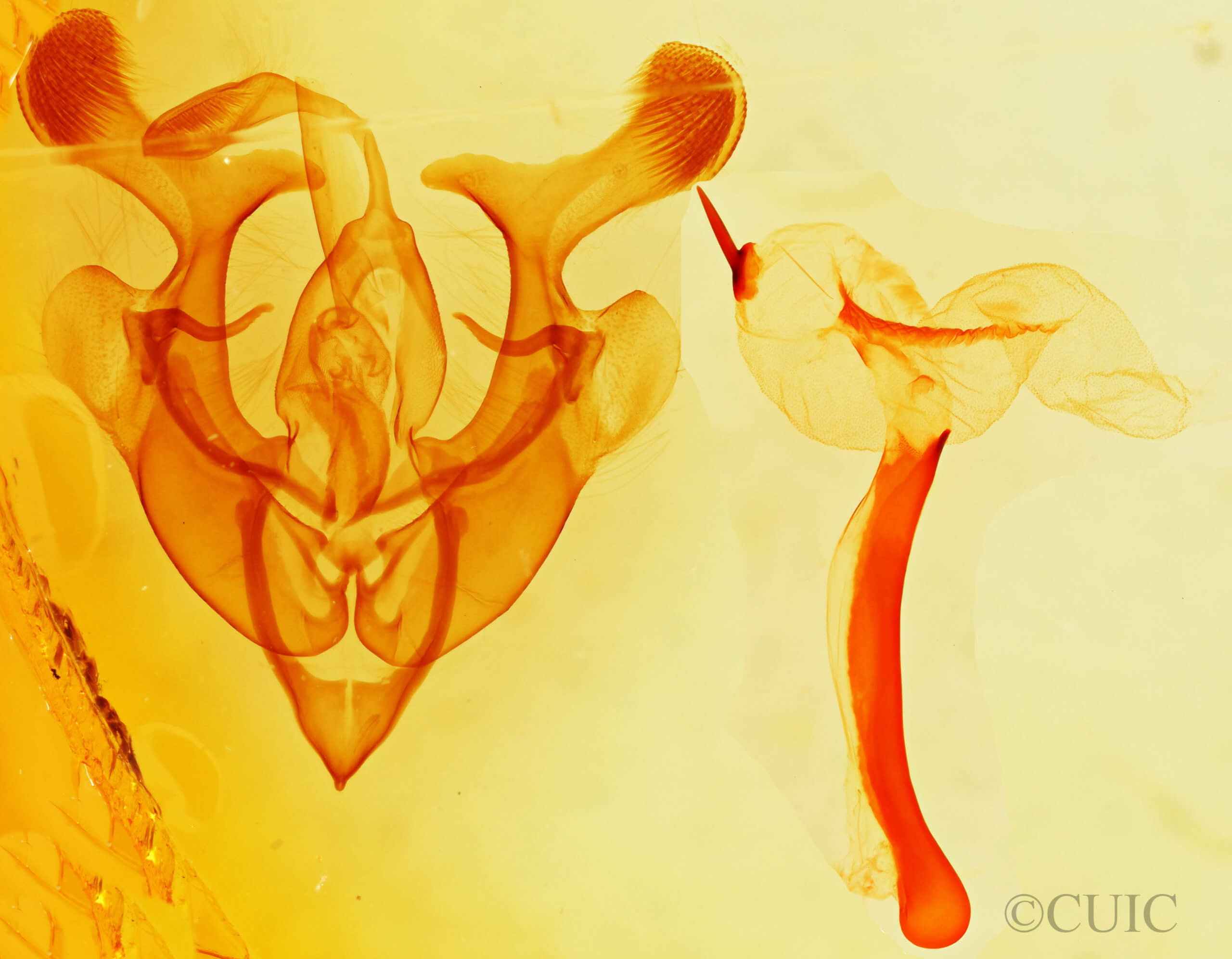 genitalia view of adult Homorthodes furfurata uniformis