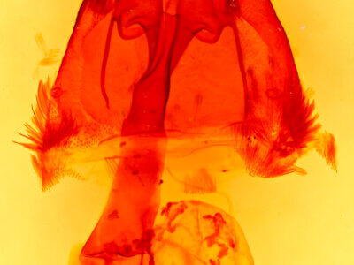 genitalia view of adult Homorthodes furfurata uniformis