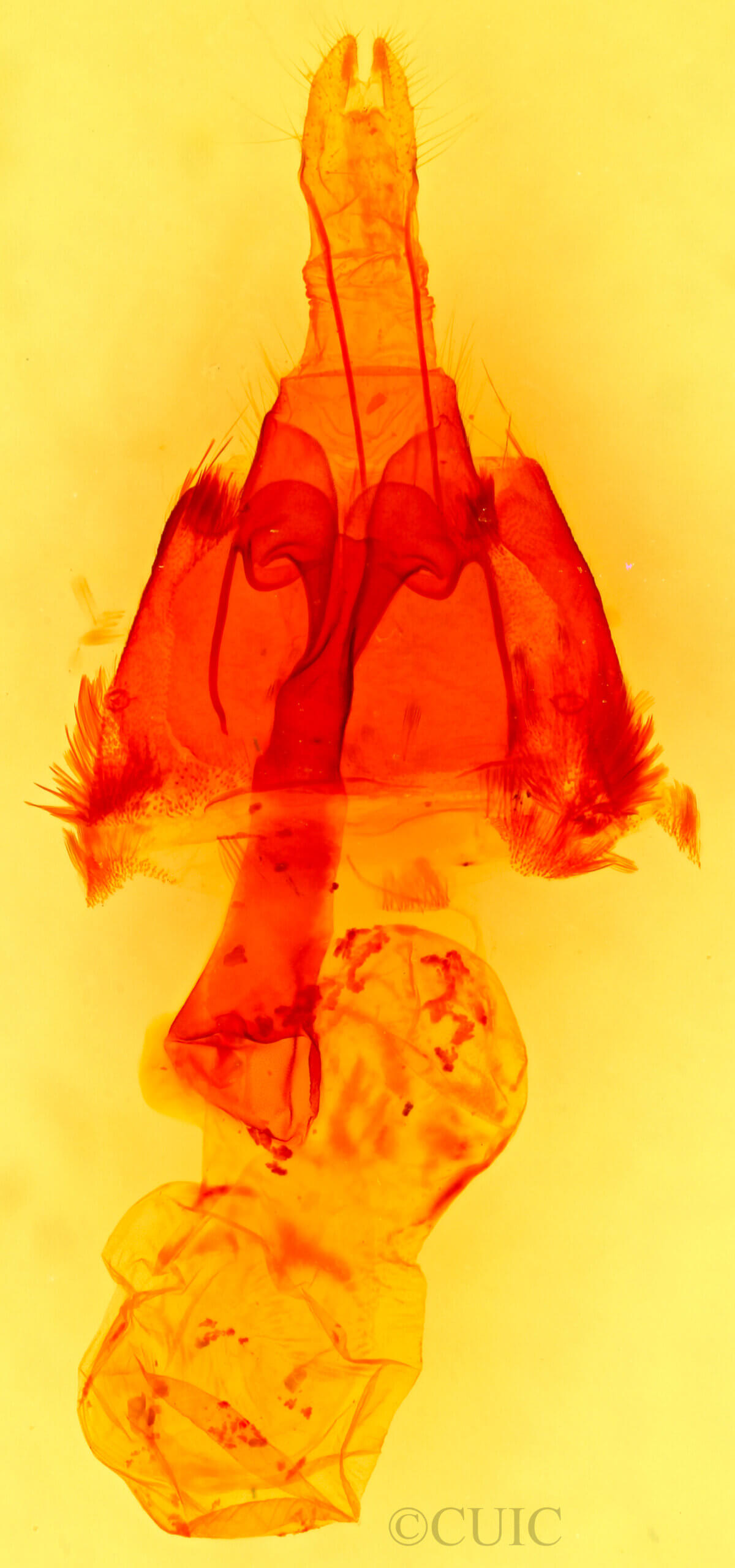 genitalia view of adult Homorthodes furfurata uniformis