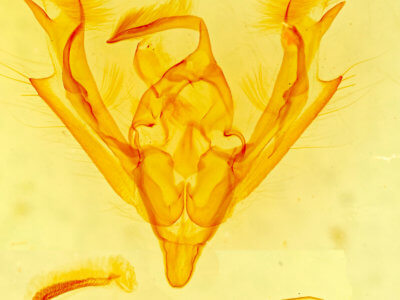 genitalia view of adult Hydroeciodes juvenilis