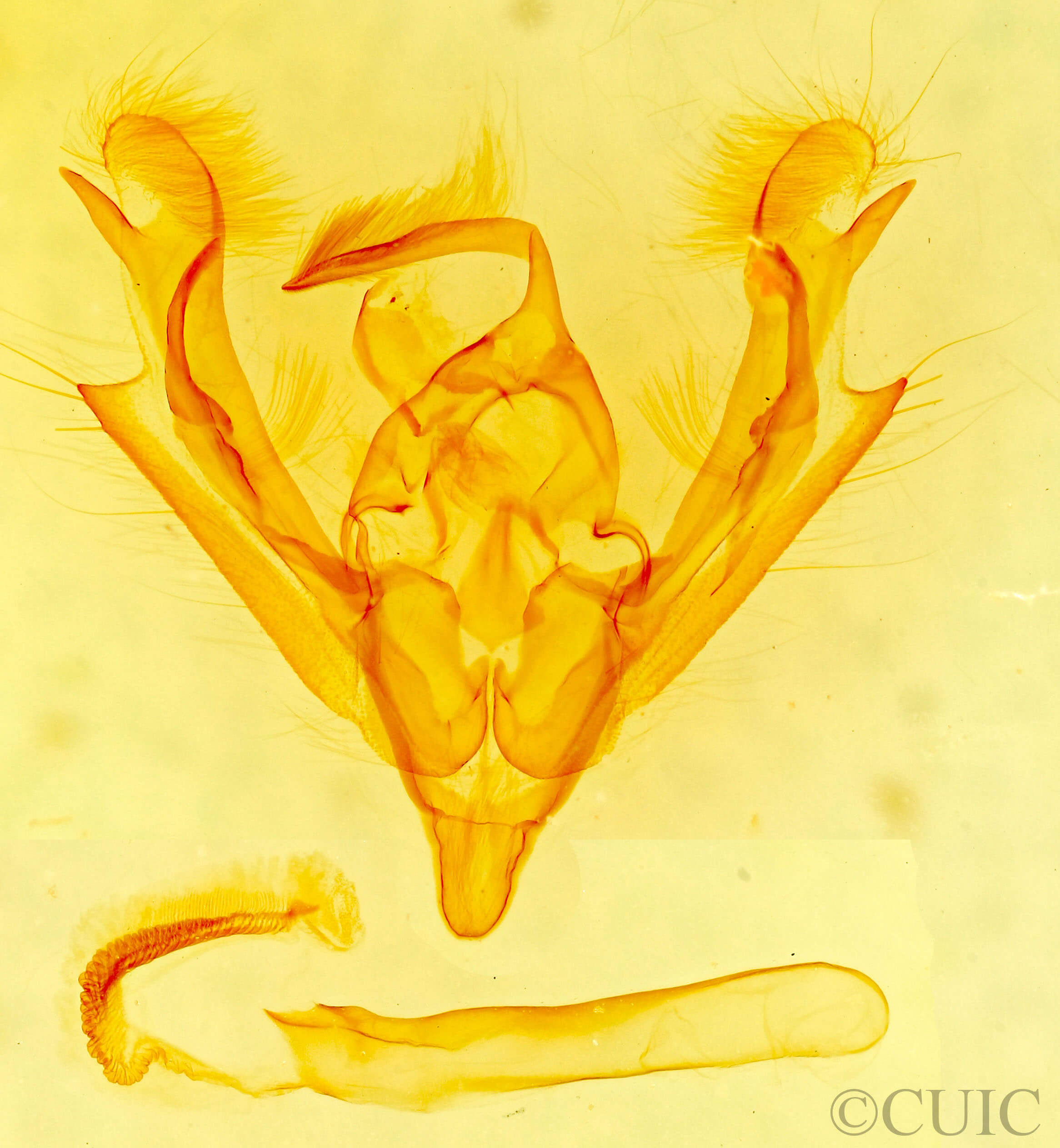 genitalia view of adult Hydroeciodes juvenilis