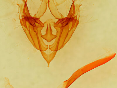 genitalia view of adult Protorthodes ustulata