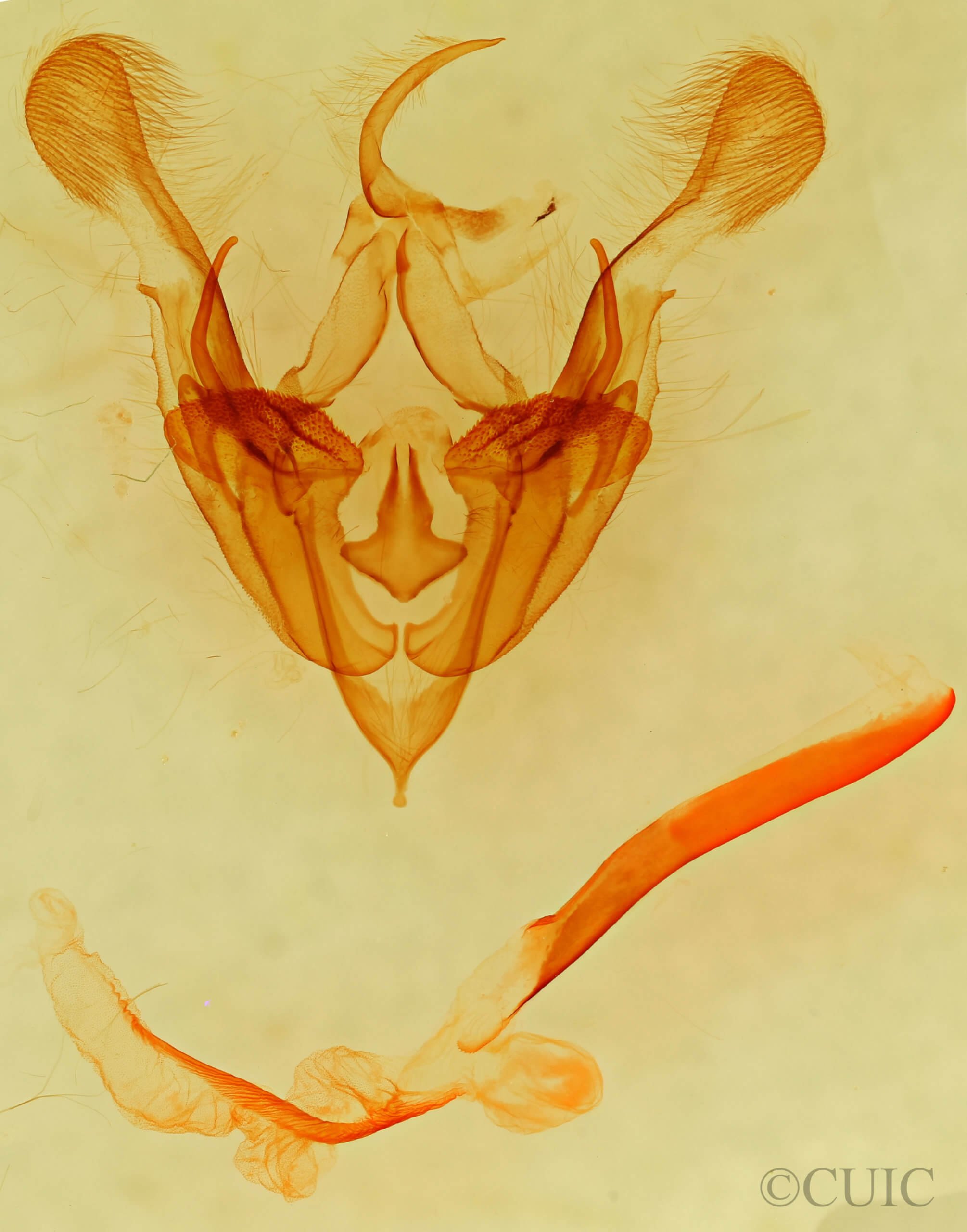 genitalia view of adult Protorthodes ustulata