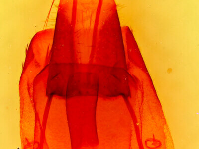 genitalia view of adult Protorthodes ustulata