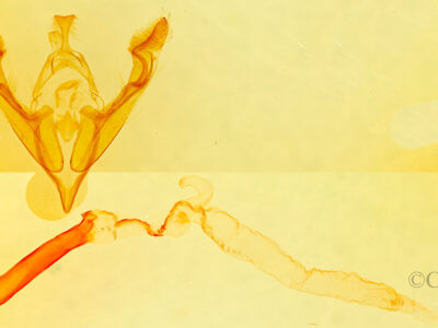 genitalia view of adult Hexorthodes senatoria