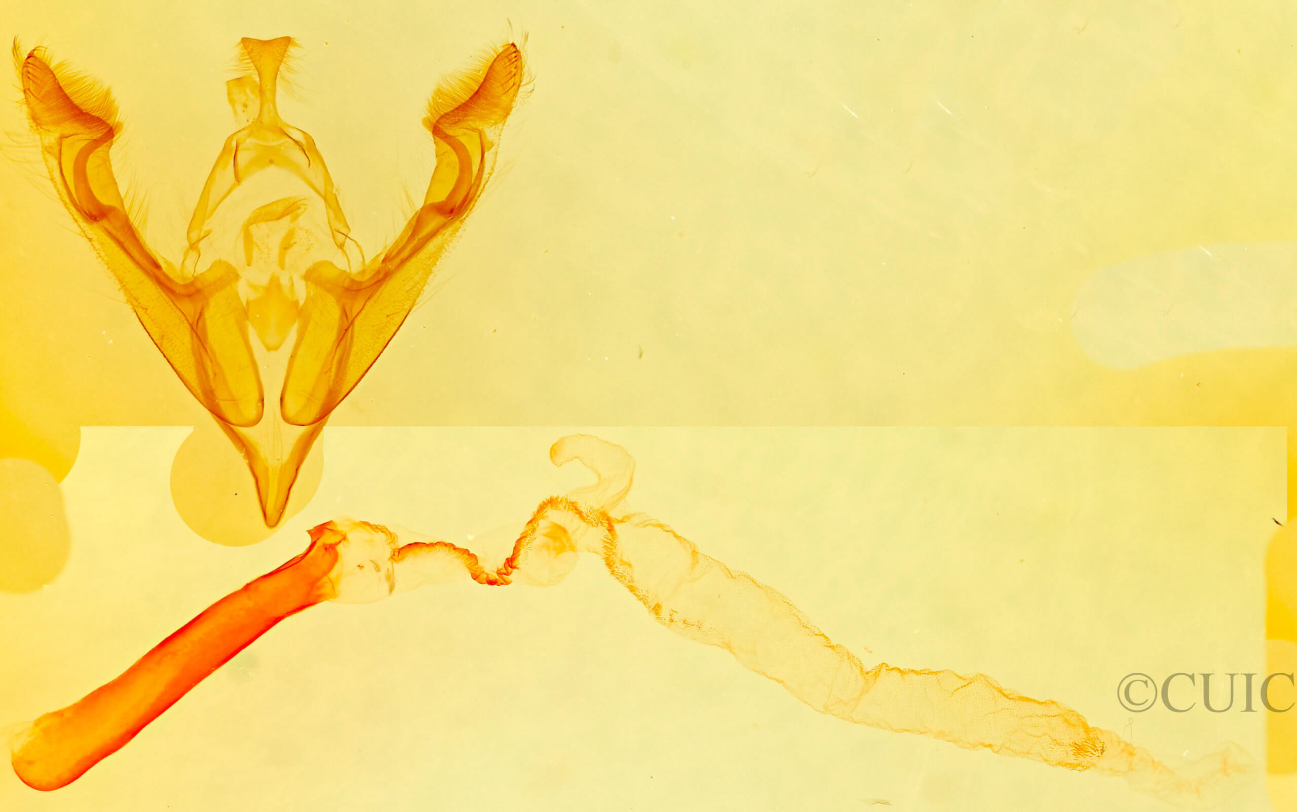 genitalia view of adult Hexorthodes senatoria