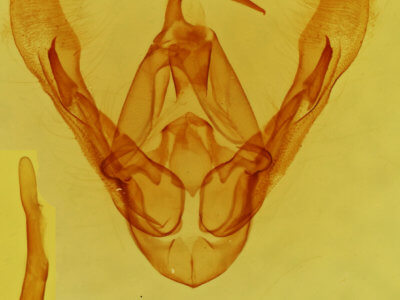 genitalia view of adult Pseudorthodes virgula