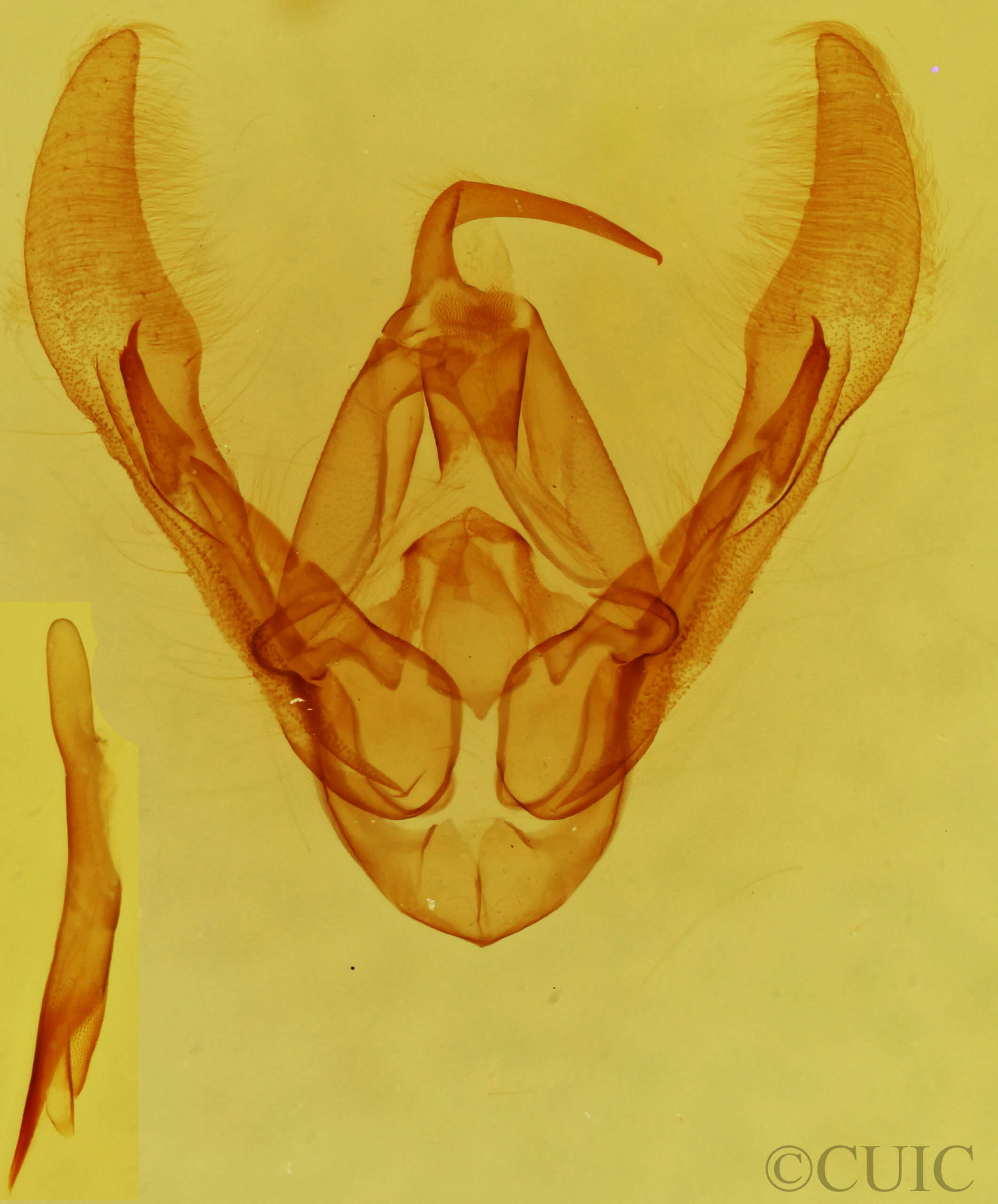 genitalia view of adult Pseudorthodes virgula