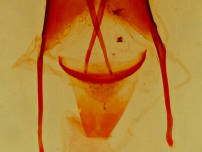 genitalia view of adult Pseudorthodes virgula