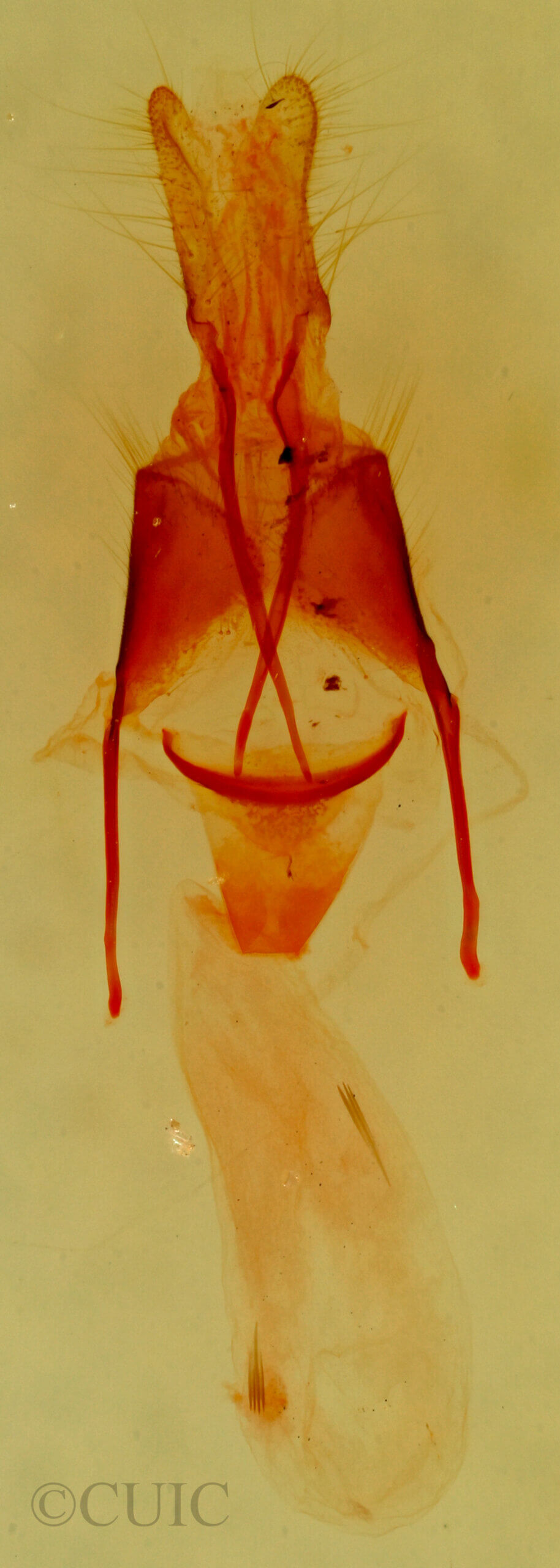 genitalia view of adult Pseudorthodes virgula