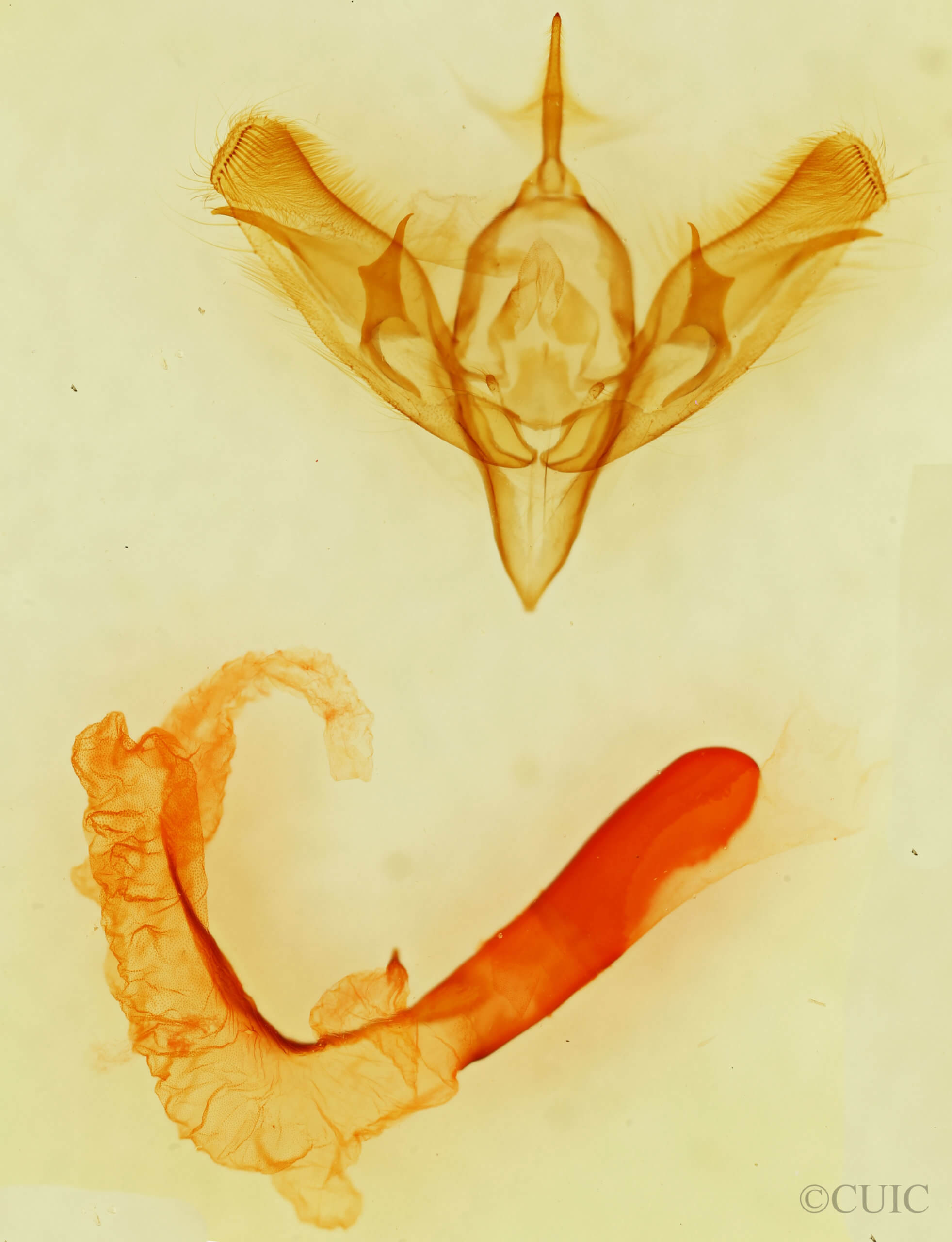 genitalia view of adult Richia serano