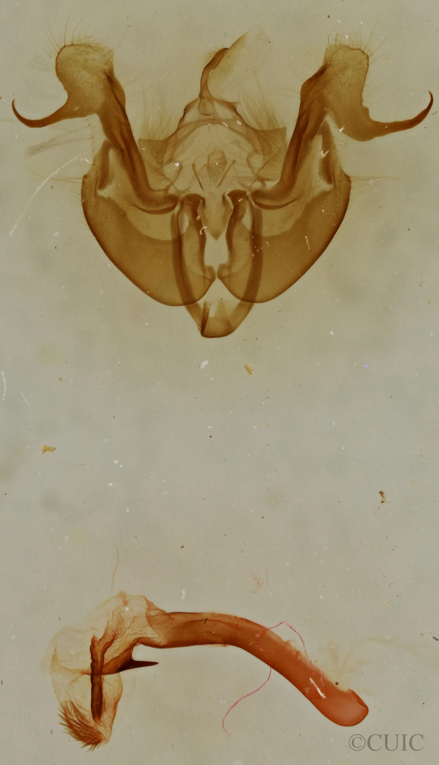 genitalia view of adult Neoligia albirena