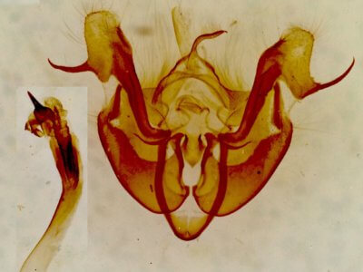 genitalia view of adult Neoligia albirena