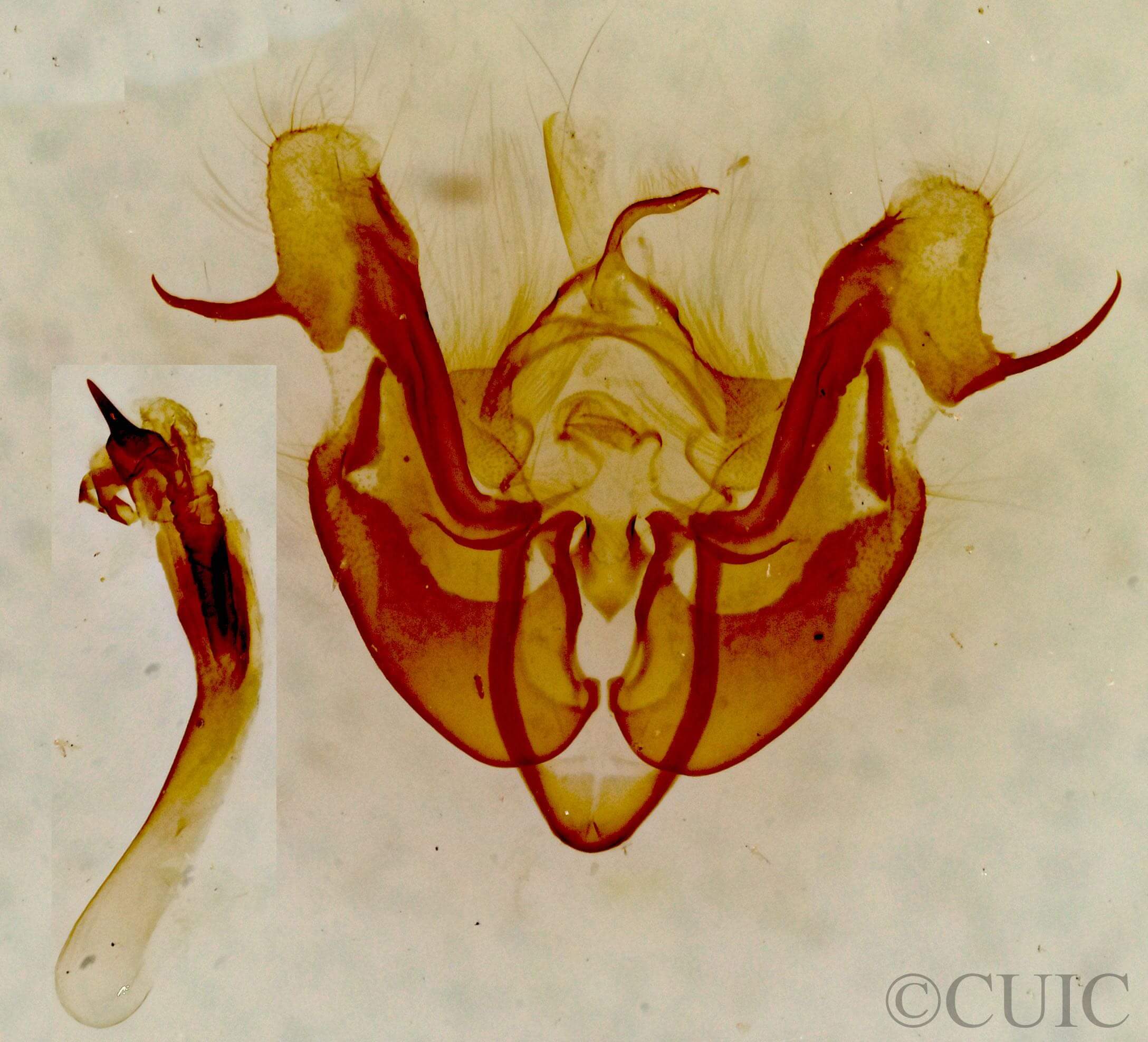 genitalia view of adult Neoligia albirena