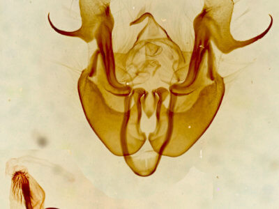 genitalia view of adult Neoligia albirena