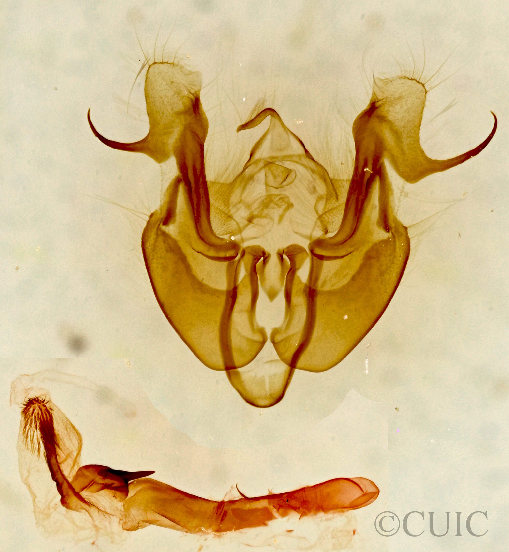 genitalia view of adult Neoligia albirena