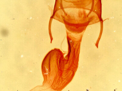 genitalia view of adult Neoligia albirena