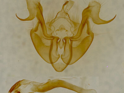 genitalia view of adult Neoligia albirena