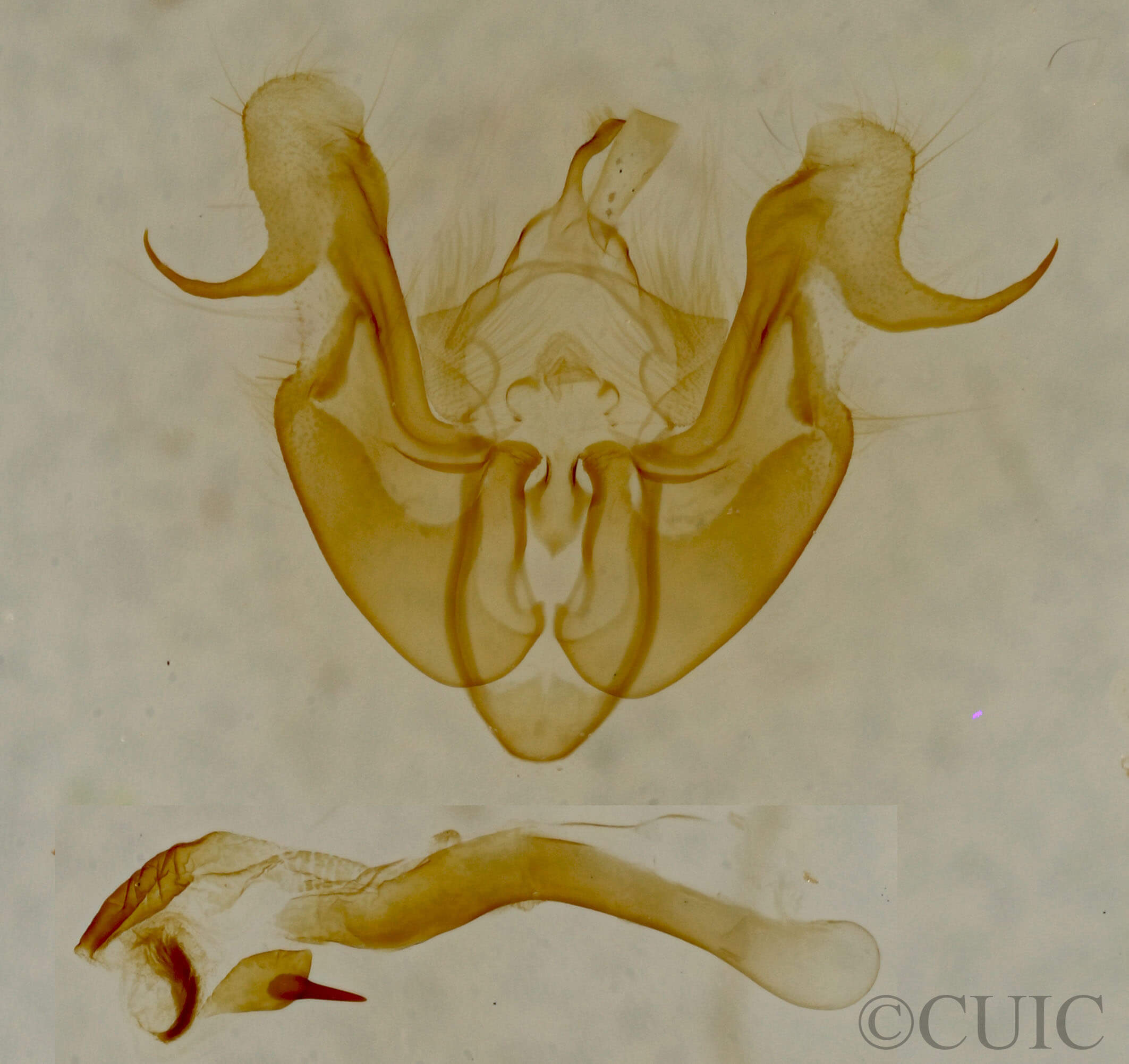 genitalia view of adult Neoligia albirena