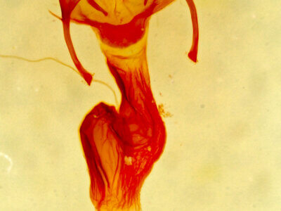 genitalia view of adult Neoligia albirena