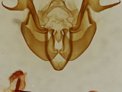 genitalia view of adult Neoligia albirena