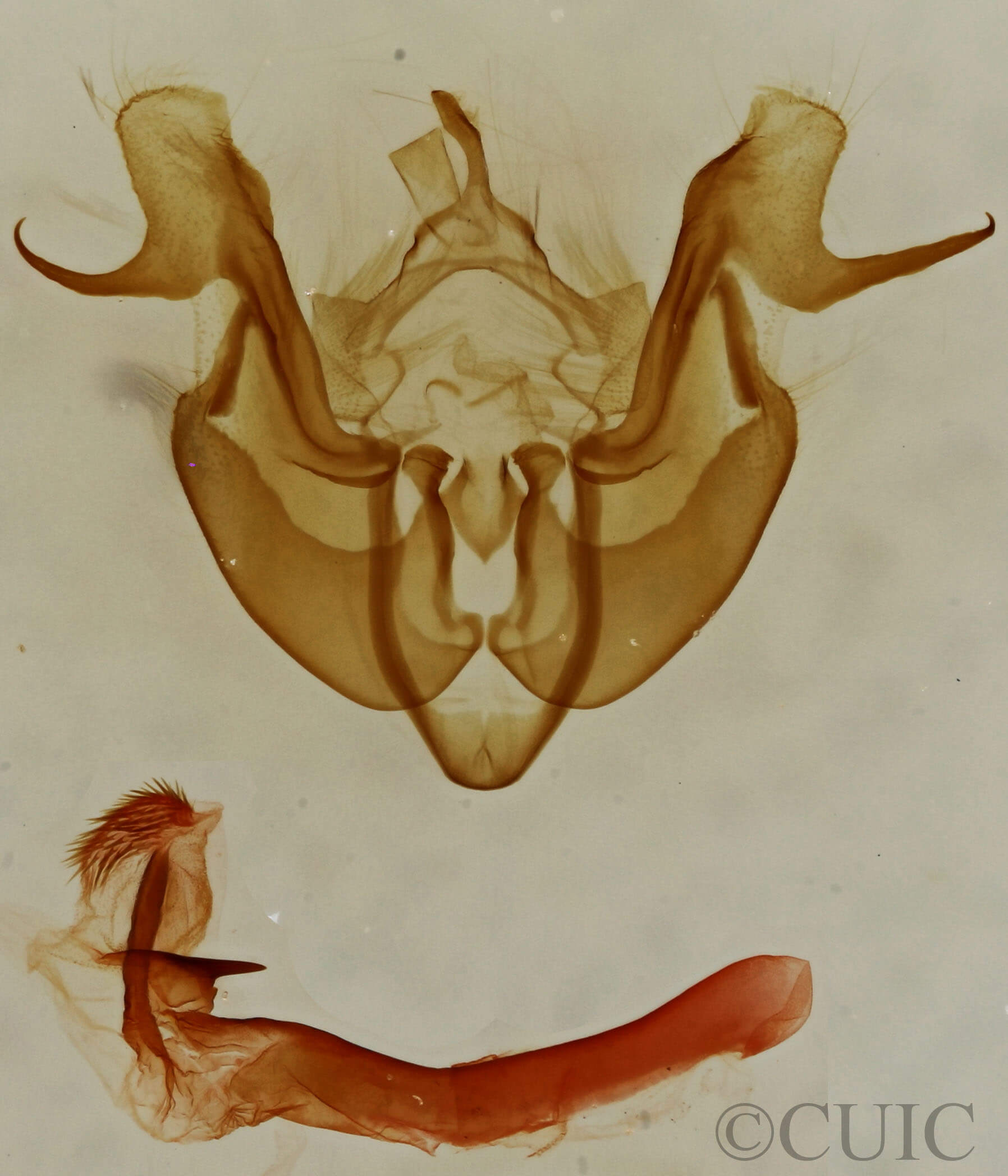 genitalia view of adult Neoligia albirena
