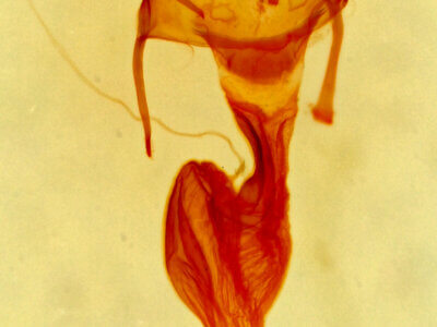 genitalia view of adult Neoligia albirena