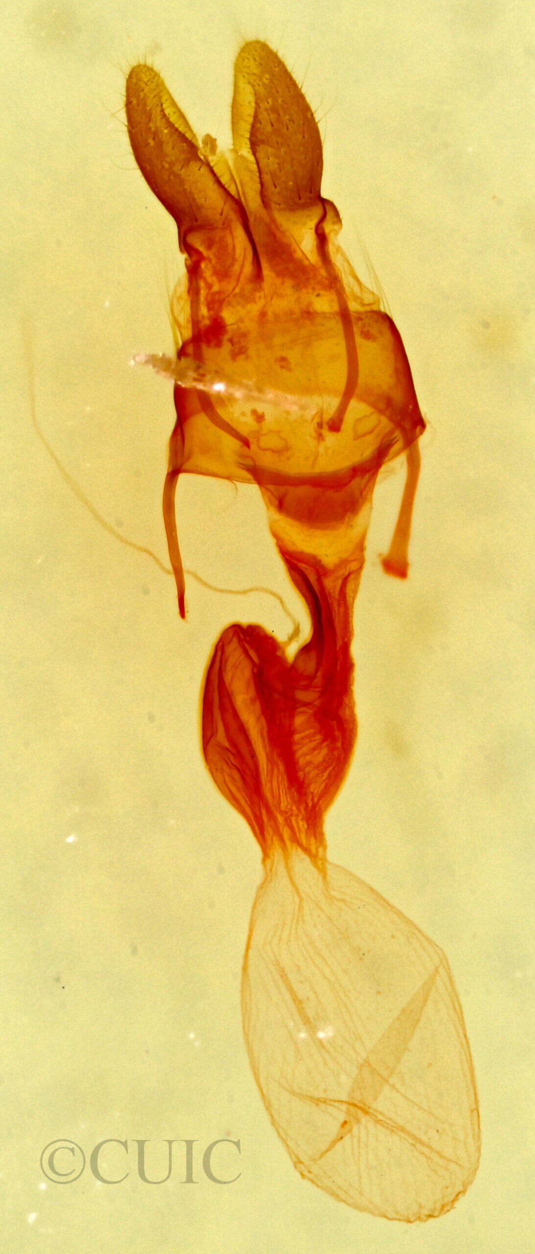 genitalia view of adult Neoligia albirena