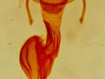 genitalia view of adult Neoligia albirena