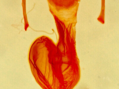 genitalia view of adult Neoligia albirena