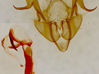 slide view of adult Neoligia elephas