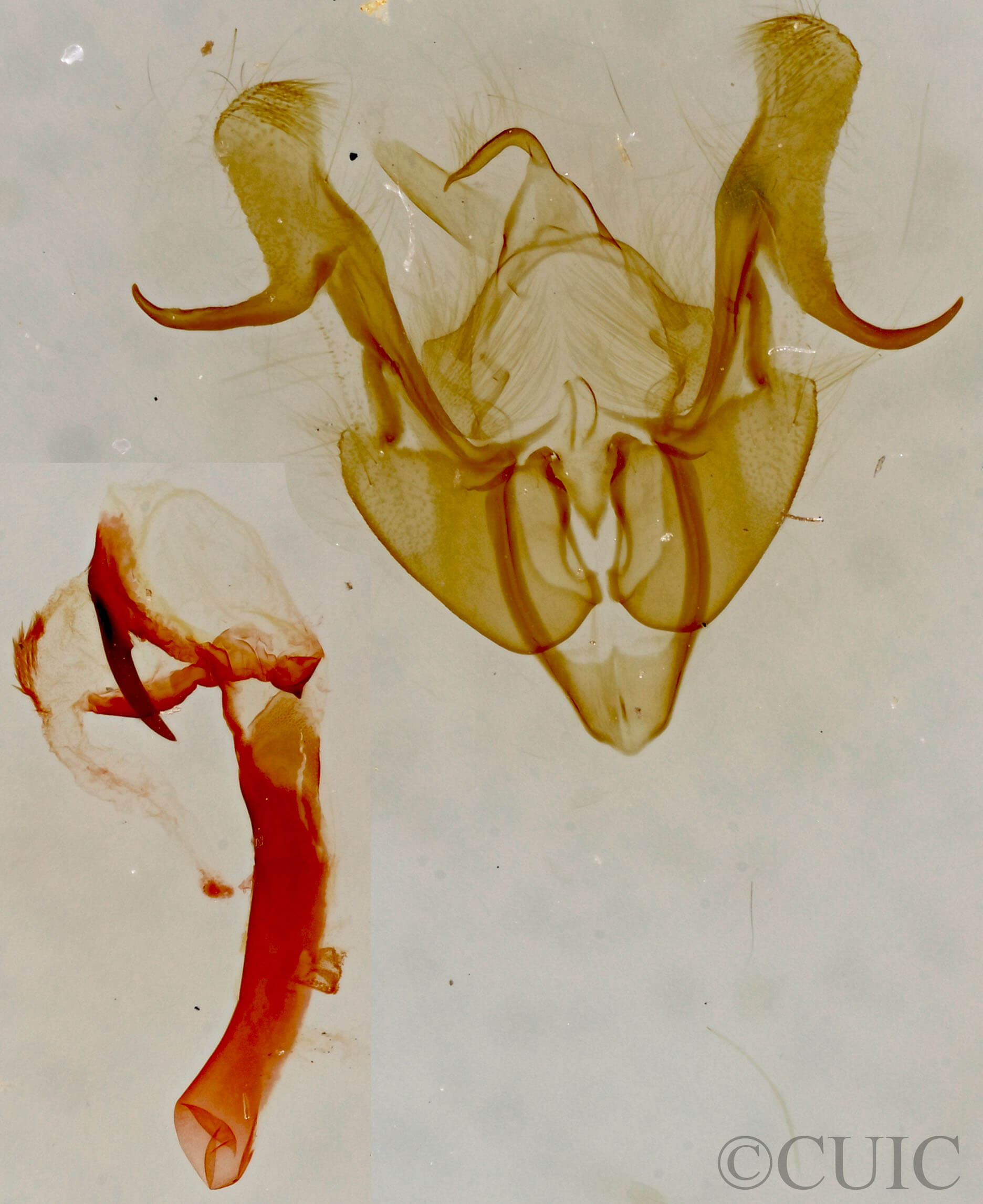 slide view of adult Neoligia elephas