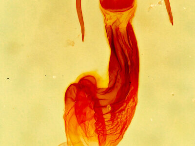 dorsal / genitalia view of adult Neoligia elephas